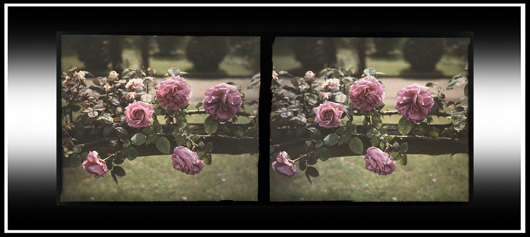 Autochrome Stereoscopic (3-D)&nbsp;Photographs