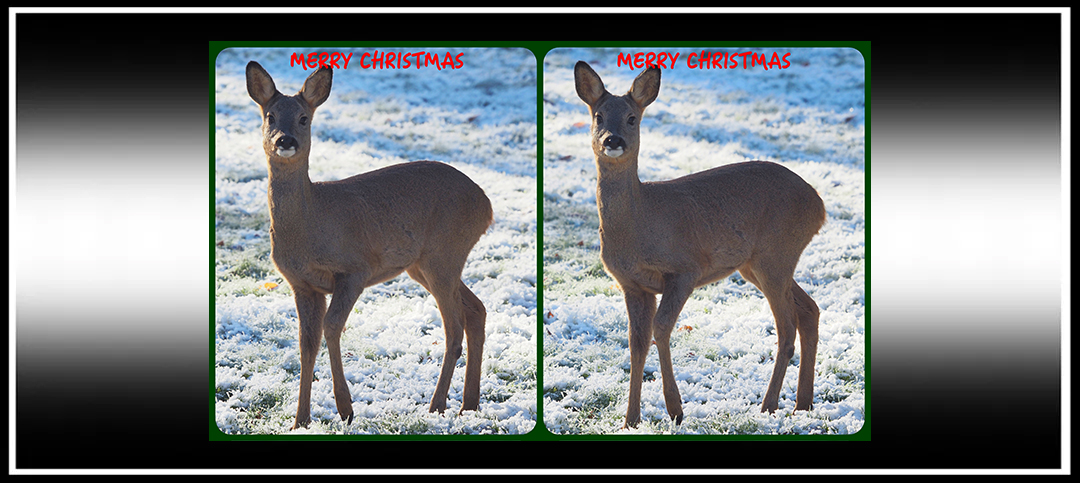 Merry Christmas from the Stereoscopy&nbsp;Blog